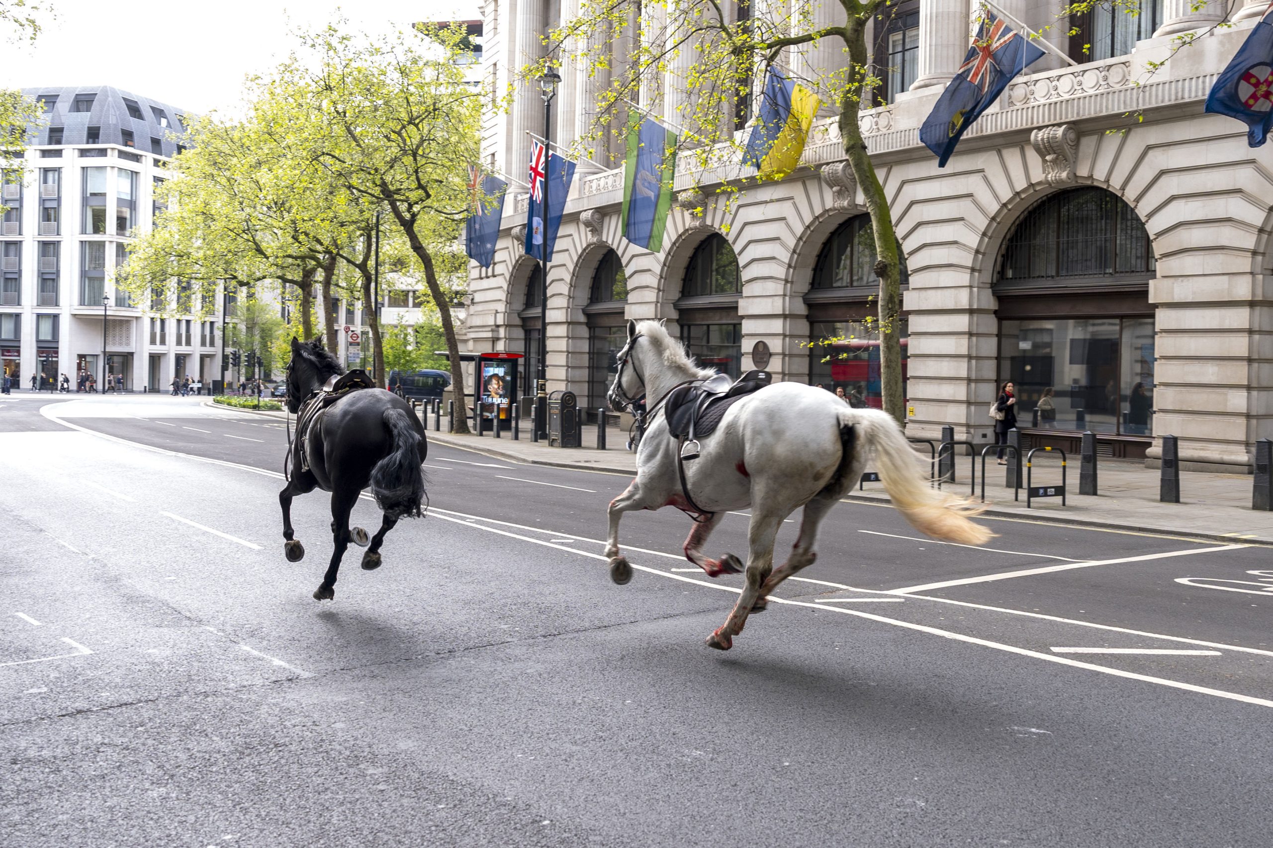 Military horses run loose in central London, injuring 4 people and