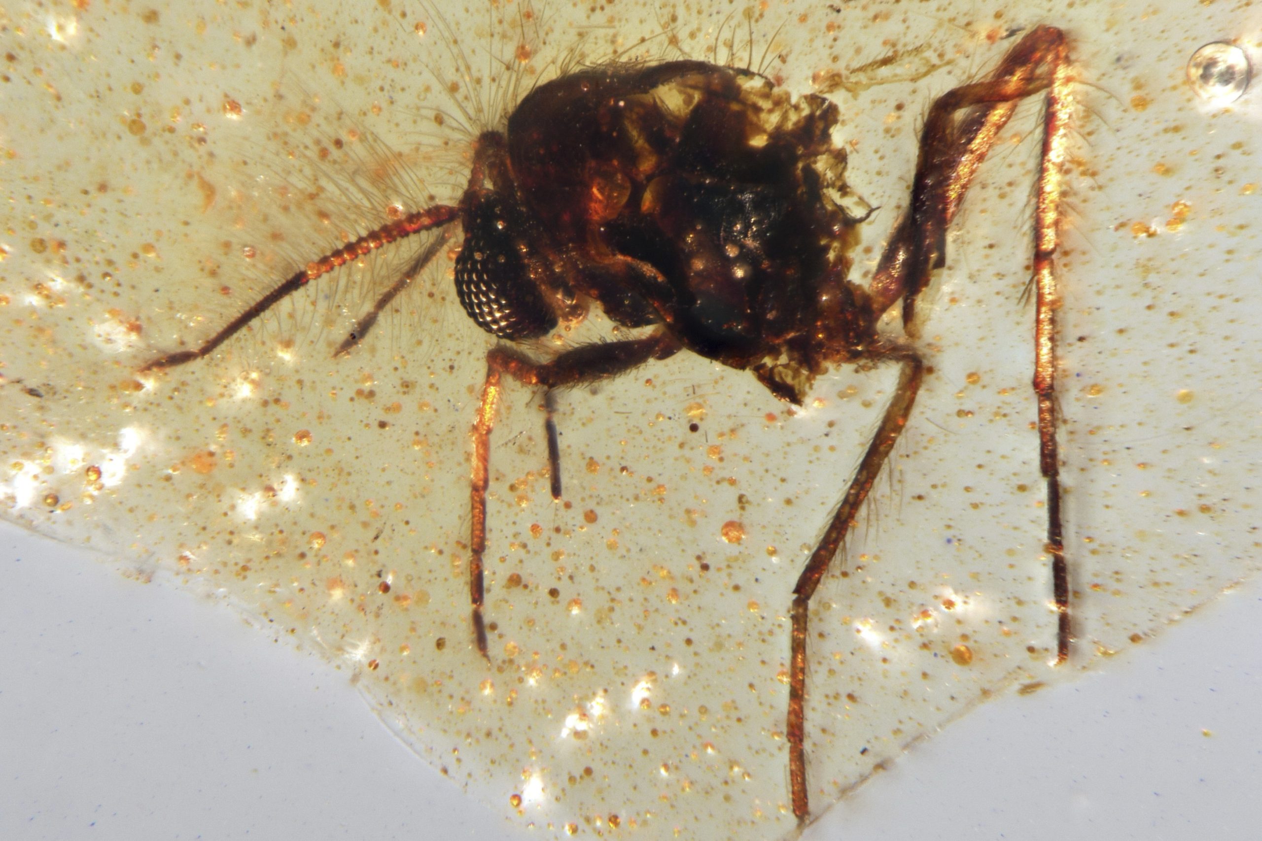 Amir Insect Discovery of insects trapped in amber sheds light on ancient Amazon ...