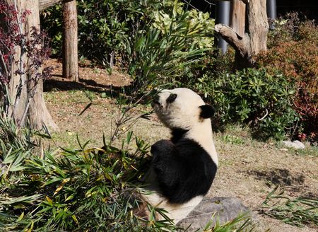 Japan’s last two giant pandas are headed to China and fans just can’t bear it