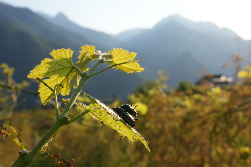 Japanese beetle advances through northern Italy’s vineyards and orchards, frustrating farmers