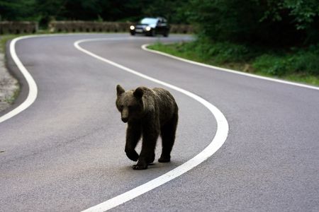 Romania expands bear cull, critics say enforcement gaps persist